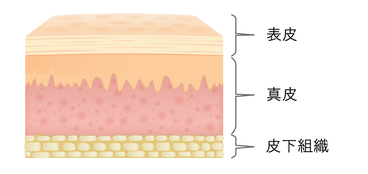 皮膚は上層から表皮、真皮、皮下組織から構成
